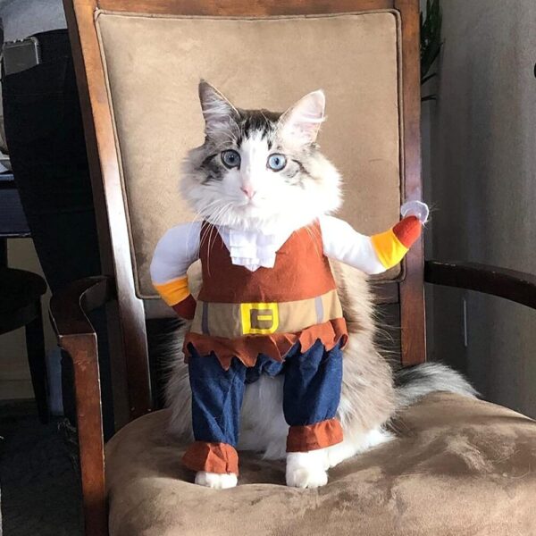 Spider outfit best sale for cats